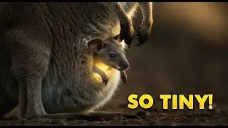 Kangaroo Gives Birth to a Jellybean-Sized Baby &ndash; Grows It Inside Her Pouch