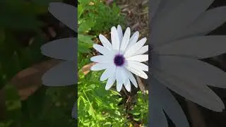 Cape Rain Daisy, flowers close at night and on cloudy days