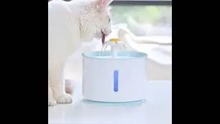 Pet Water Fountain On Sale and Free Shipping
