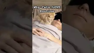 Why Cats LOVE Routine ☀️🐈