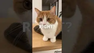 How much did our 3 cats cost?