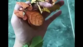 [Beautiful Moth + Human Hearing Process With its Mechanism]|Structure and anatomy of Human Ear|