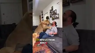 The helpless lion was lucky to meet a kind man who saved it after being abandoned #rescue #lion