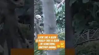 Alien found in jungle #youtubeshorts #viral #ytshorts #shorts #alien #trending #youtubeshorts