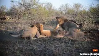 Two male lions attack rival lioness