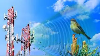save birds save earth 🌎