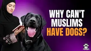 Why Can&rsquo;t Muslims Have Dogs? ⚠️🐶