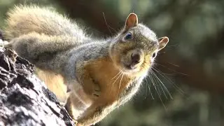 Sound of a Fox Squirrel