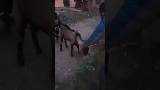 How to cut nepali goat   look at and learn