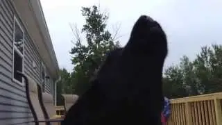 Black lab Howling