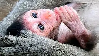 BIG HUG SWEET LOVE | New born Jinx talk lull big thank for mom Jade comfort with sweet hug