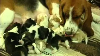 Wonderful Basset Hound Puppies Nursing!