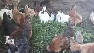 Rabbit Chicken Duck farming|farm animals