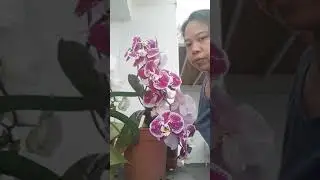 9 May 2020 paano magtransfer ng mga orchids