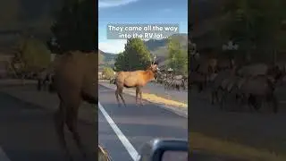 Elk Shows The Power Of Loyalty #elk #wildliferescue #animal #animalshorts
