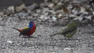 Painted Bunting Courtship Dance Display Mating 061620 Travis Co TX, Passerina ciris, siete colores