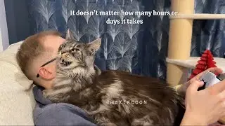 🔊Being a CatDad is the hardest job 💁🏼&zwj;♂️ This Maine Floof is always on you 😸
