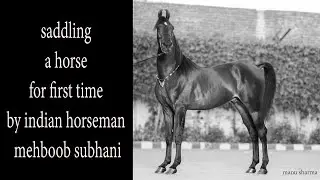 saddling of a horse for first time by indian horseman mehboob subhani