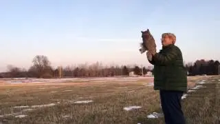 Raptor Education Group, Inc. Great Horned Owl release March 6, 2016