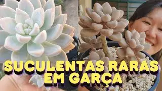 SUCULENTAS RARAS em GARÇA