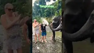 Иностранца облили слоновьей водой в Танкаххане 😂🐘 #shorts #tangkahan #sumatera слон