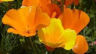 California Golden Poppy - Eschscholzia californica - Gullvalm&uacute;i - Valm&uacute;ar - Sumarbl&oacute;m - Gul bl&oacute;m