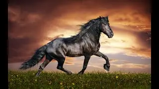 Luck for the year of the HORSE‼️| Subliminal