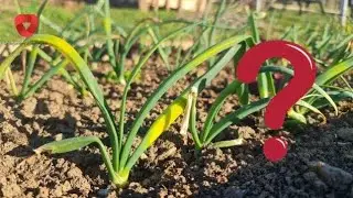 Why do onion leaves turn yellow? Prevent it in time!