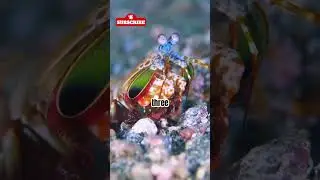 You Won&rsquo;t Believe How Animals See Us! #MindBlownFacts #HowAnimalsSee #AnimalVision