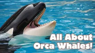 All About Orca Whales! Animals for Kids #orca #orcas #marinelife