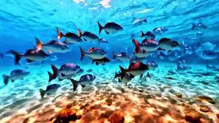 School of Silver Drummers Lake Worth Lagoon