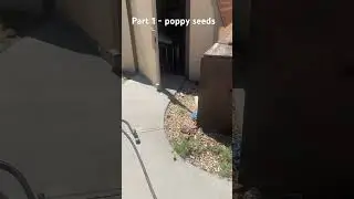 Grow wild poppies- step 1
