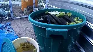 Budidaya ikan dalam ember 