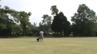 Webb Footed Kennel - Dixie Bradley Obedience