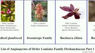 List of Angiosperms of Order Lamiales Family Orobanchaceae Part 1 castilleja broomrape paintbrush