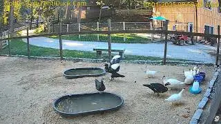 Goldy's  Tea  Tent 855am Ducks enter;949am Nick feeds Ducks     1012025