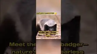 The nature's most fearless animal⚠️⚠️