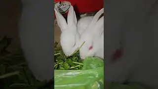 🔴🐰MY CUTE BUNNY #radhakrishna #rabbit #mybunny #cutepet #shortvideo #bunny #mycuterabbit #cuteanimal