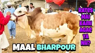 Malir Mandi Karachi Latest Rates Update | Malir Mandi Today Update | 30-Dec-2025 | Malir Mandi 