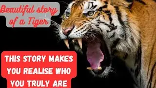Short Beautiful Story Of Tiger And A goat||Inspiring Story To Remind You Who You Truly Are#inspiring