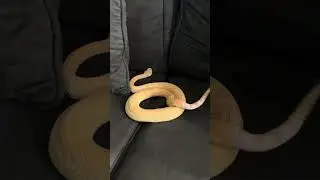 Я нашла на диване ядовитую гремучую змею-альбиноса! 🛋️🐍 #шорты #гремучаязмея #змея