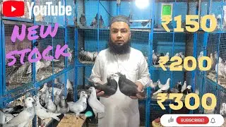 New stock kabutar | madrasi punjabi Gole desi ￼\ Mohsin bhai ke