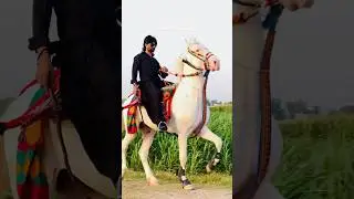 Horse trading 📍rewal chal #horser #youtubeshorts #horserider #indianhorse