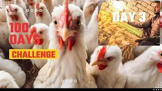 1️⃣0️⃣0️⃣Days challenge Day3️⃣ Poultry Hen chicks &hearts;️ Informed Video must watch 