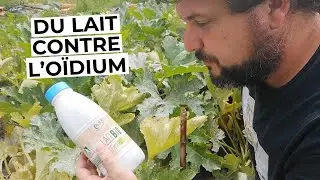 Du lait contre l'o&iuml;dium