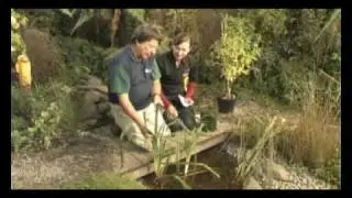 Carex Pendula &ndash; растение-вредитель