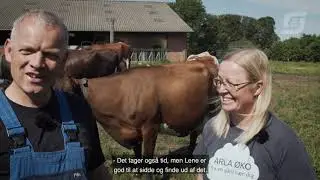 Længe leve den øko malkeko - Krogsagergård