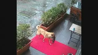 Dog saves her puppy by taking it to vet in Istanbul, Turkey