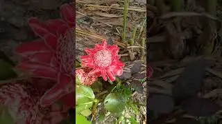 Red ginger flower bloomed, #beautiful #shorts