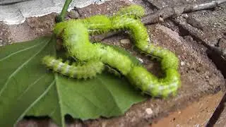 Io Moth Caterpillar Behavior